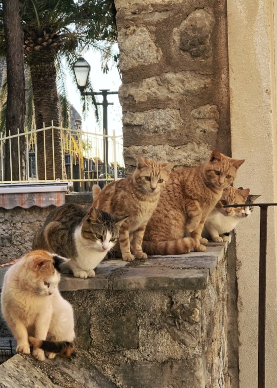 Budva: Enchanting Mediterranean 7
