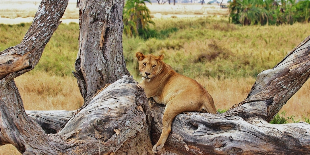 Kenya And Tanzania 13-Day Safari 5