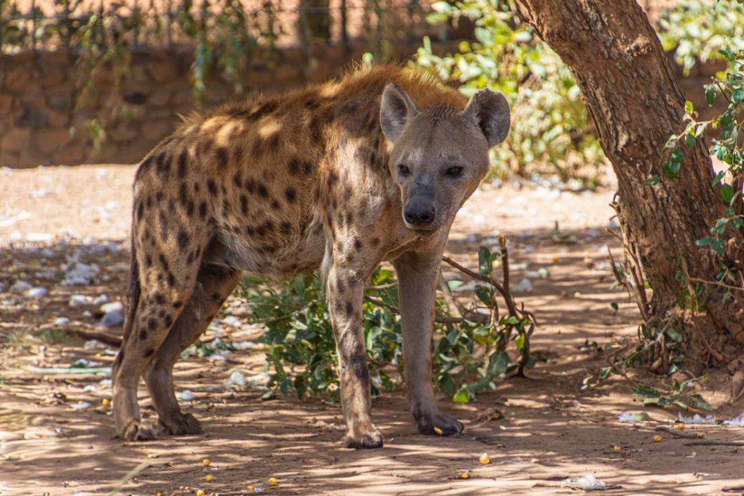 Introducing Senegal – 6 Days 5