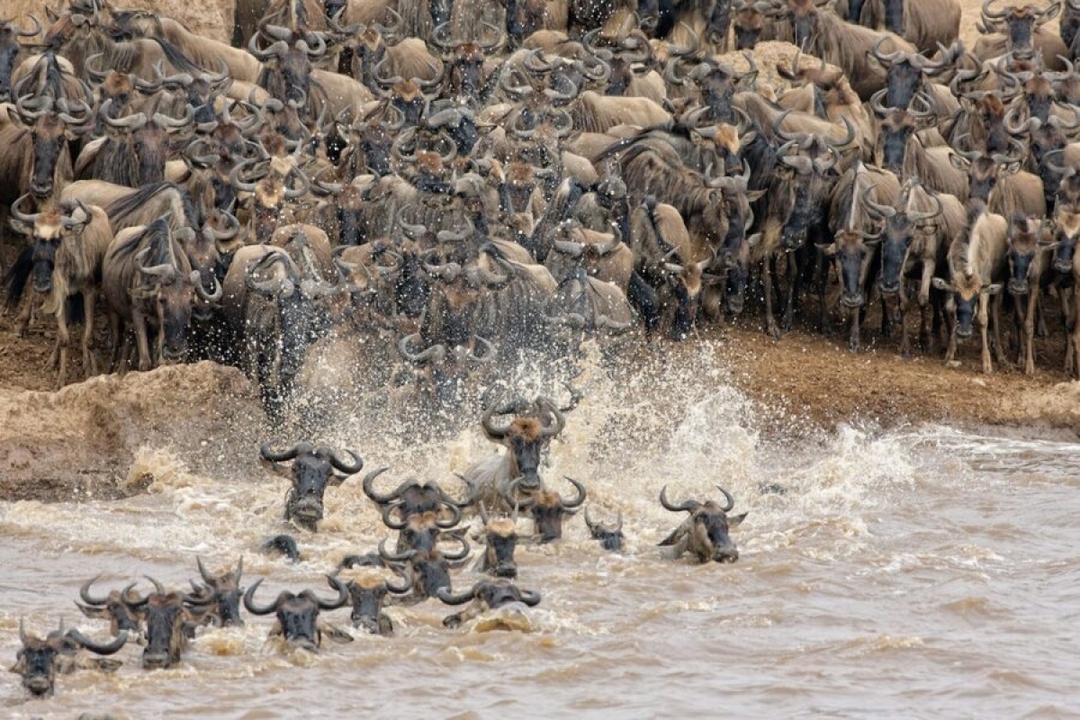 serengeti great wildebeest migrations safari 1