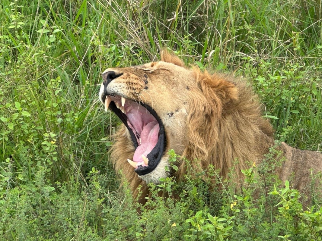 Akagera National Park Safari with Scenic Coffee Stop & Lake Ihema Boat Cruise 5