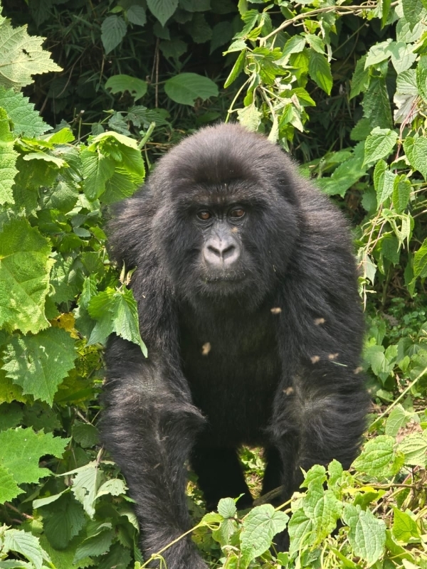 1 Day Gorilla Trekking Experience – Volcanoes National Park 1