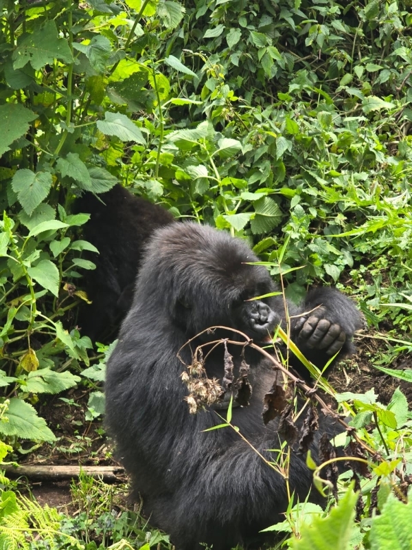 1 Day Gorilla Trekking Experience – Volcanoes National Park 2