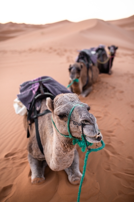 Paragliding + Camel Tour in Agafay: 1-Hour Desert Adventure 5