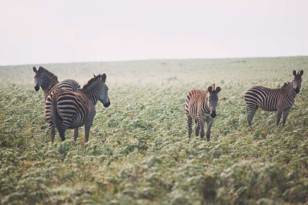 The Malawi Beach - Safari Experience 5