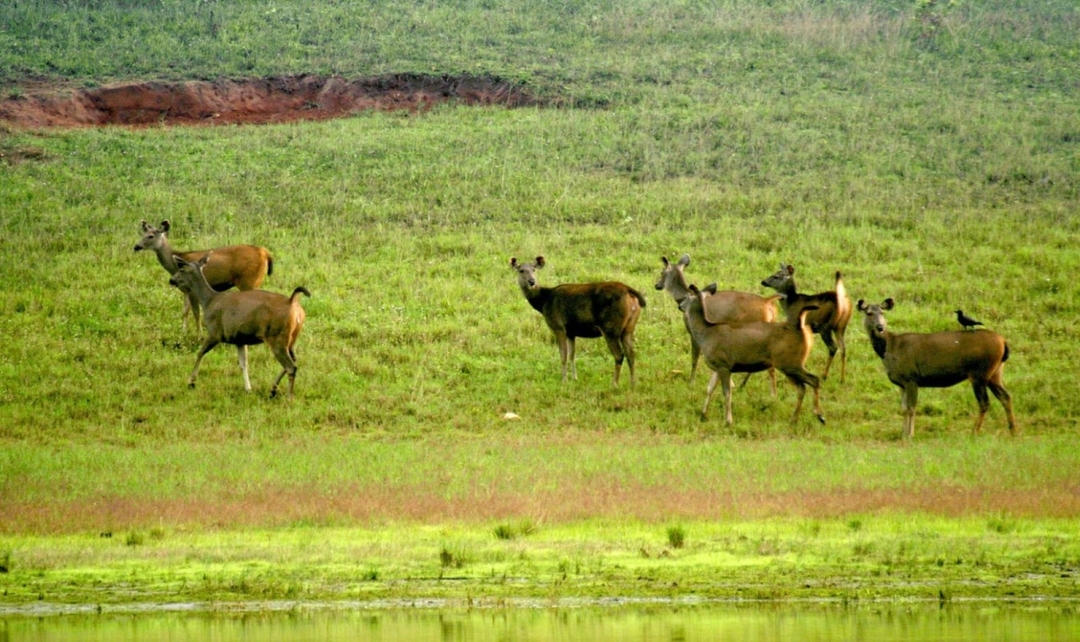 Kerala Scenic & Cultural Experience 3