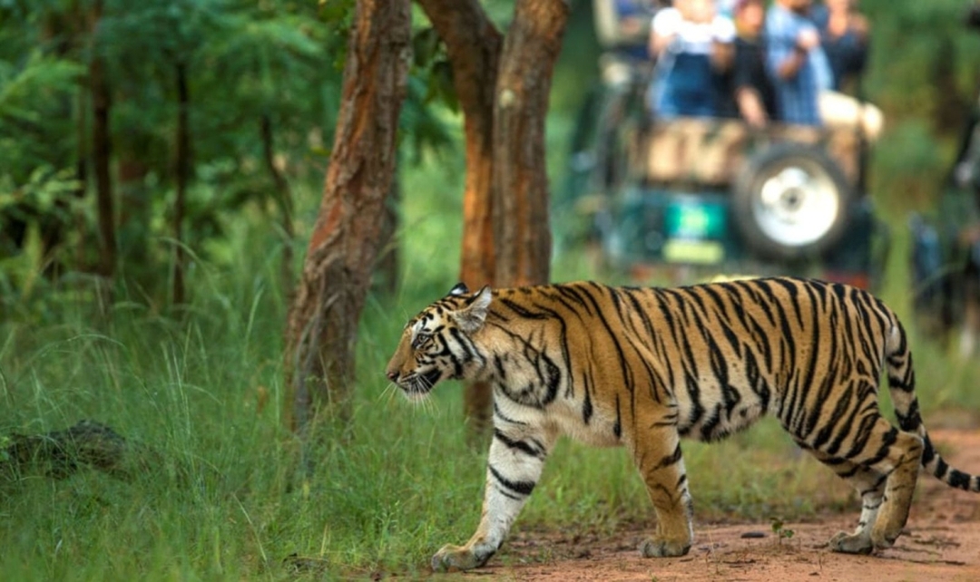 Incredible India with Bandhavgarh Tigers Safari 1