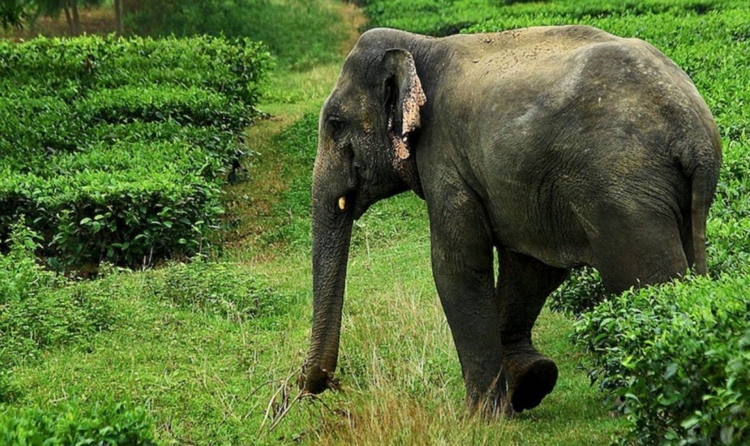 Kerala, Kochi to Periyar Experience 3