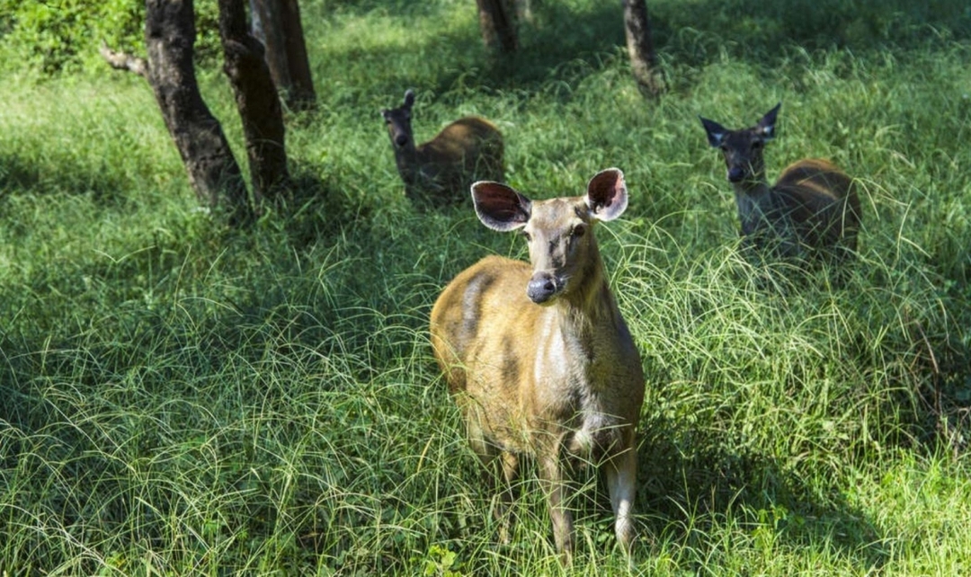 Bandhavgarh, Kanha Tiger Safari & Taj Experience 2