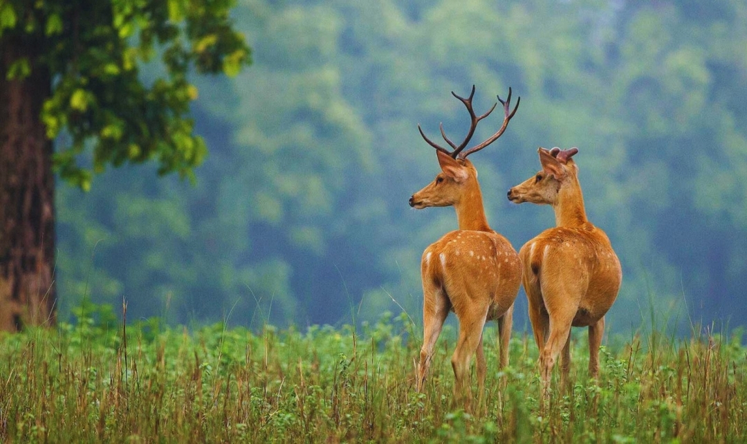 Bandhavgarh, Kanha Tiger Safari & Taj Experience 6