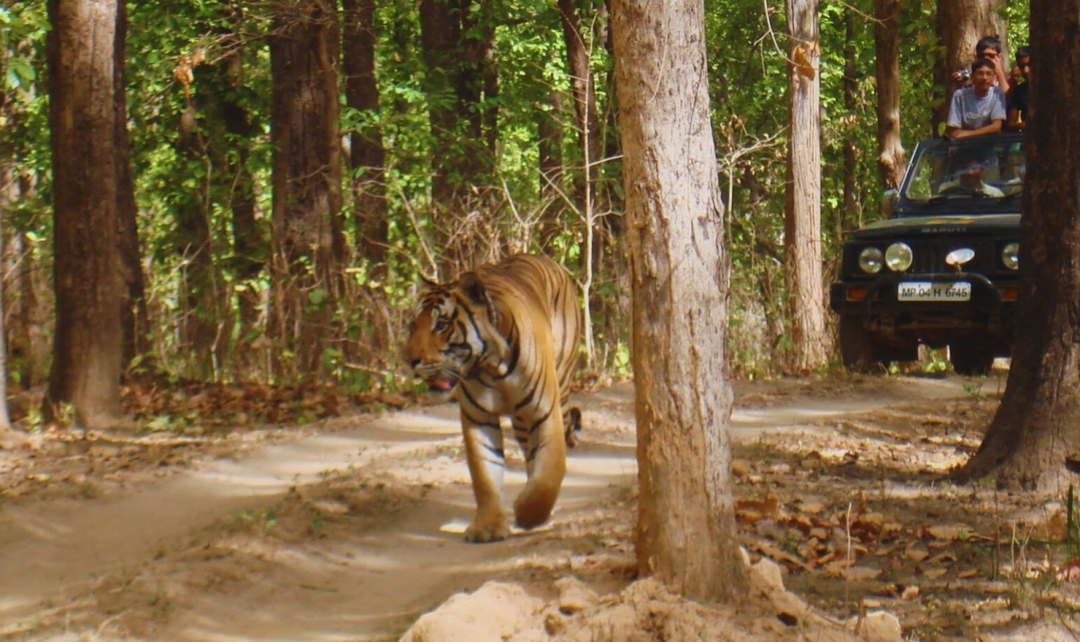 Bandhavgarh, Kanha Tiger Safari & Taj Experience 7