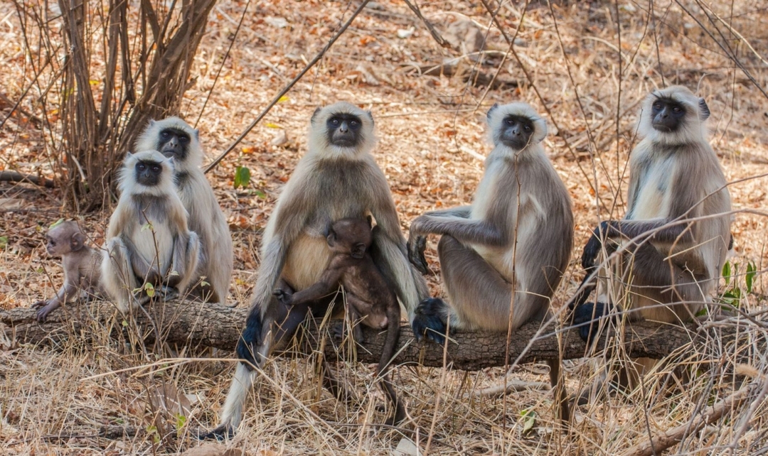 Bandhavgarh, Kanha Tiger Safari & Taj Experience 8