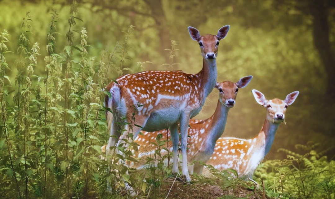 Ranthambore Tiger Safari Experience 5