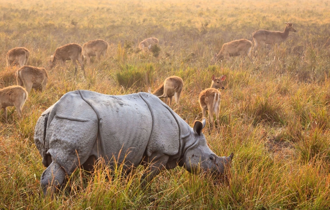 Assam, Darjeeling & Bhutan Odyssey 1