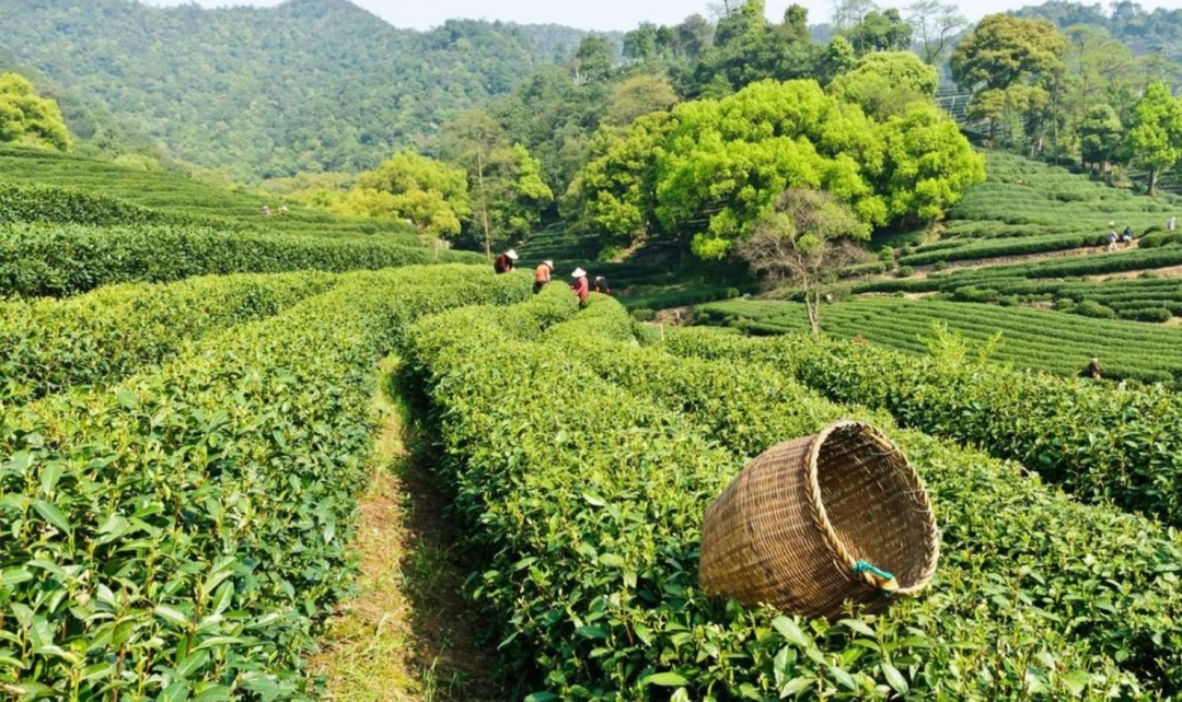 Assam, Darjeeling & Bhutan Odyssey 4