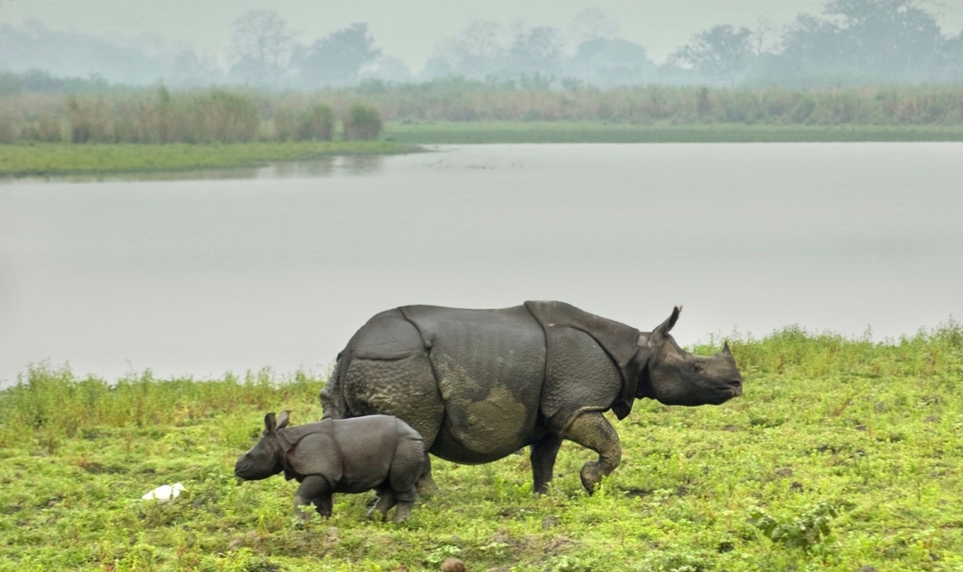 Northeast India Monastic & Kaziranga Wildlife Tour 1
