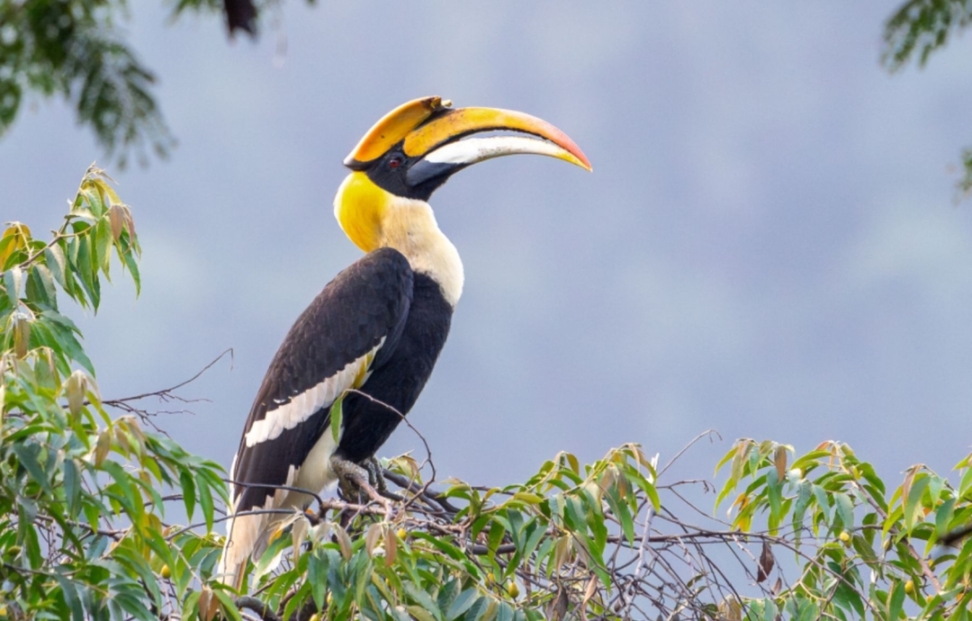 Northeast India Monastic & Kaziranga Wildlife Tour 9
