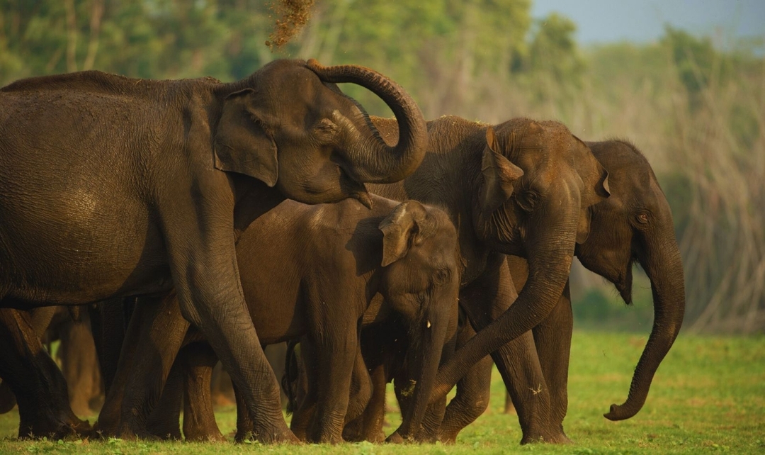 Golden Triangle Tour with Kerala 8