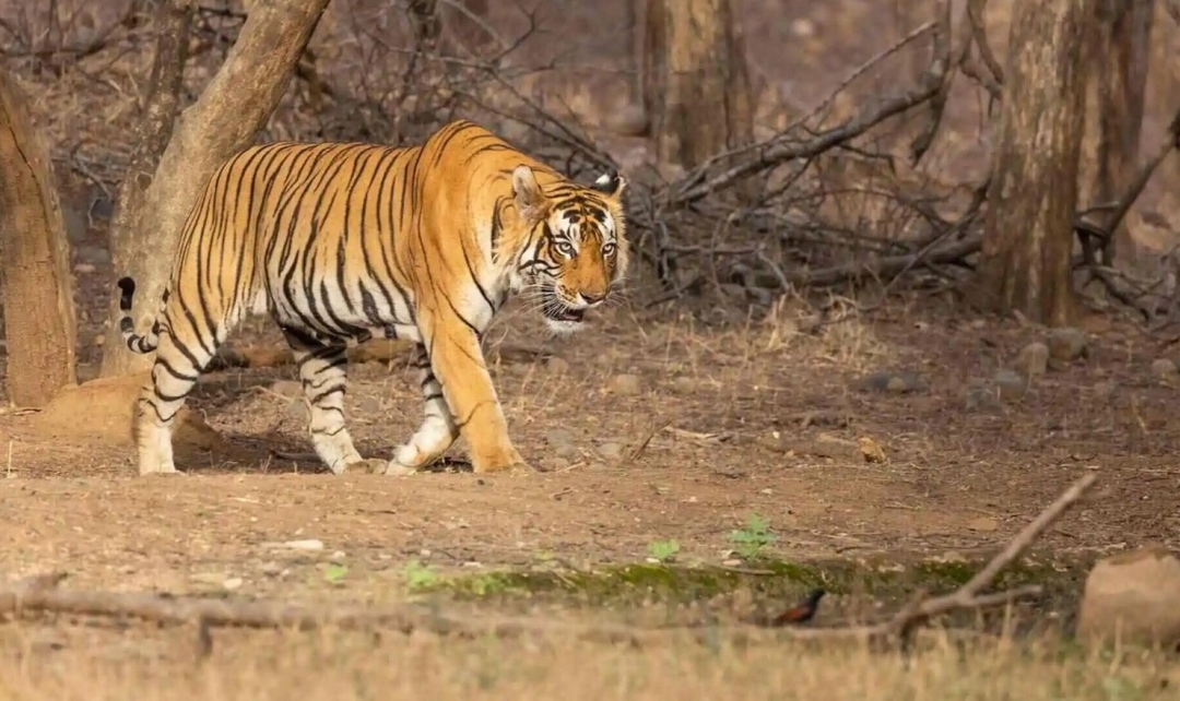 Iconic India with Ranthambore Tiger Safari 1
