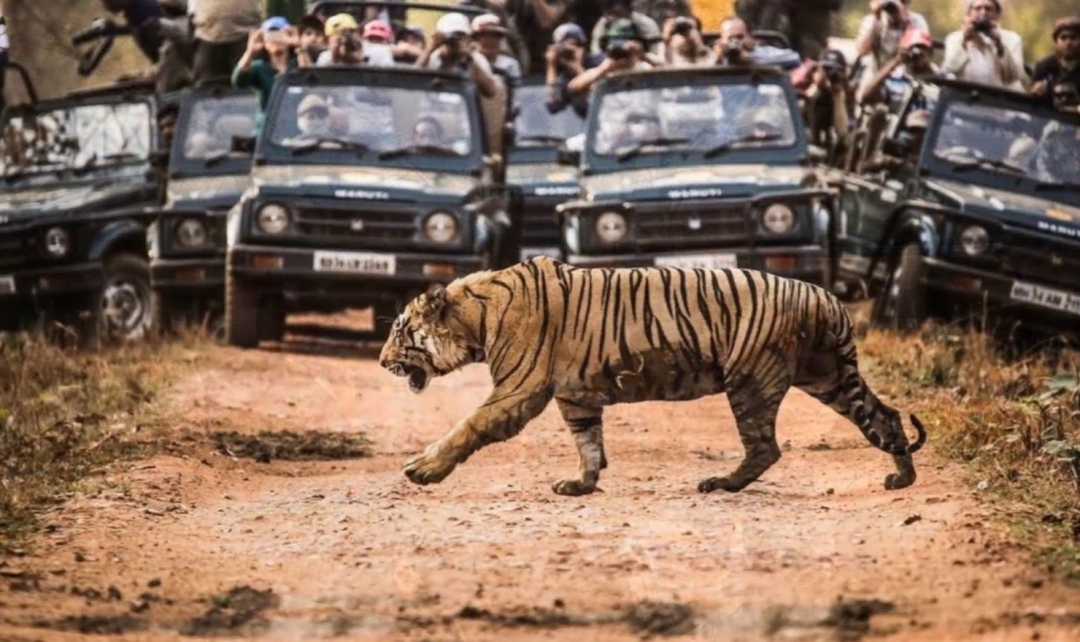 India Tiger Photography Tour 1