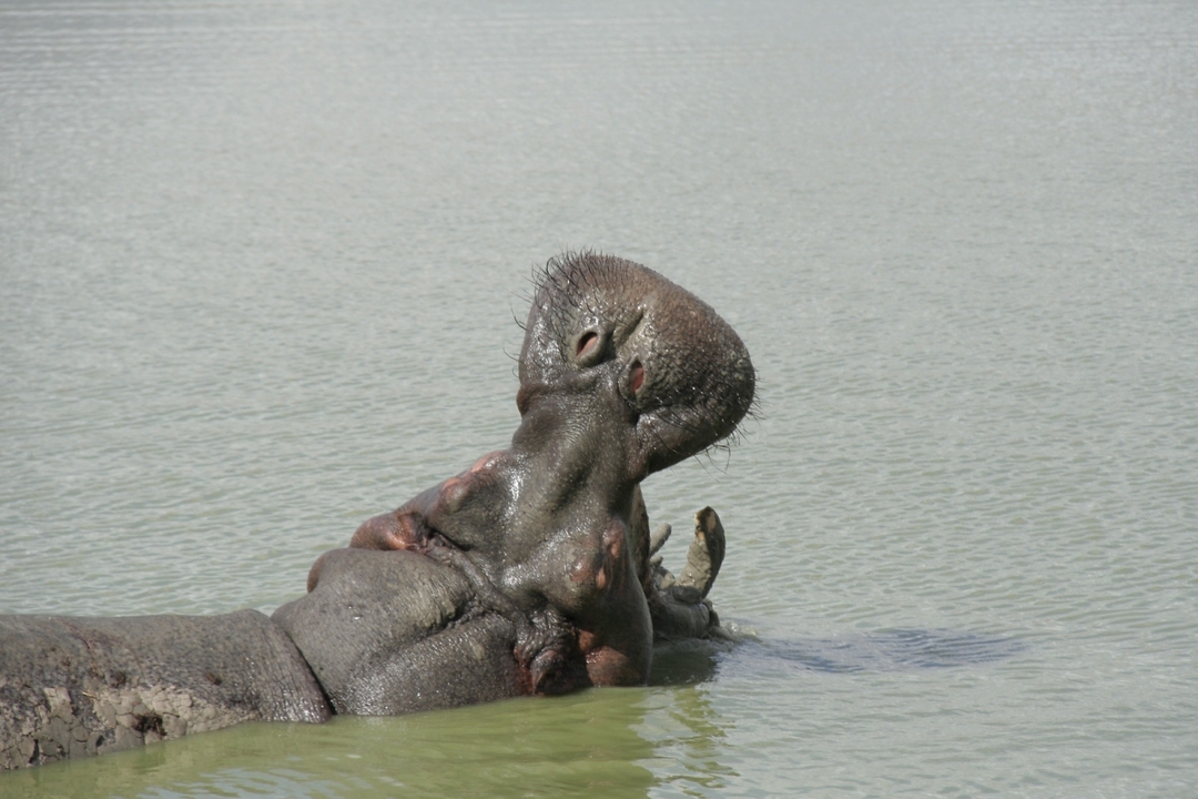Mikumi National Park Day Trip from Zanzibar 4