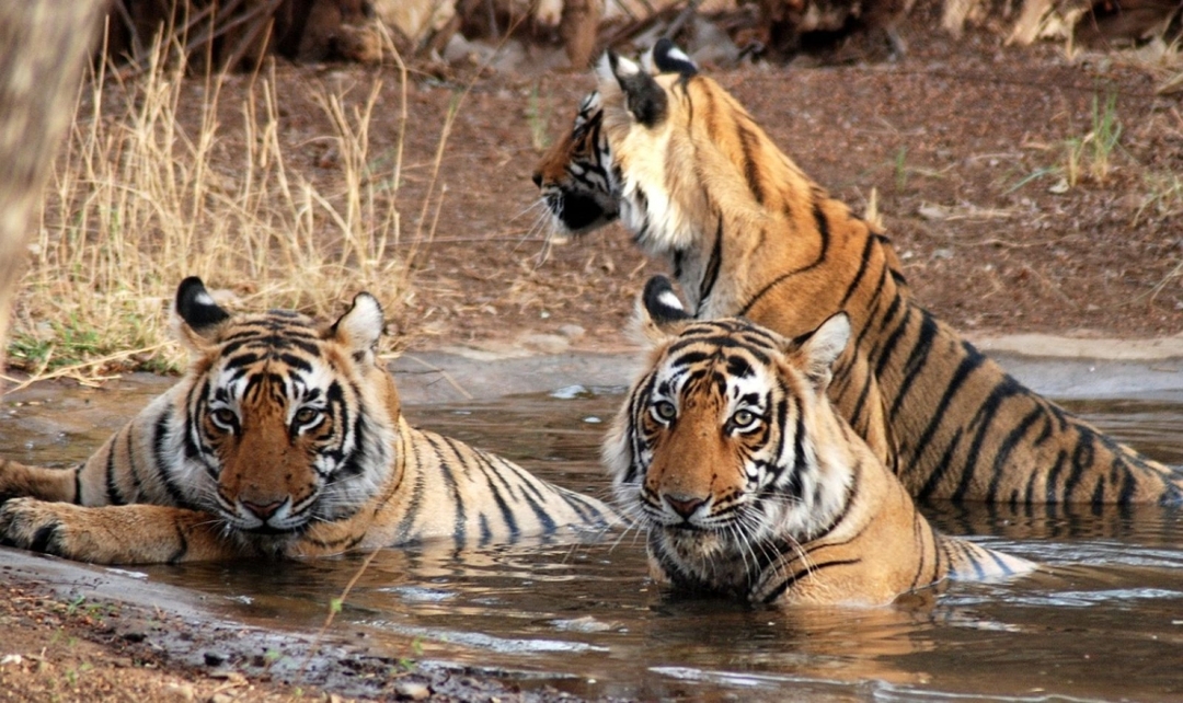 North India Highlights 4