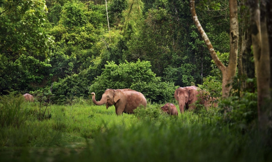Grand Southern India, Karnataka, Tamil Nadu & Kerala Experience 7