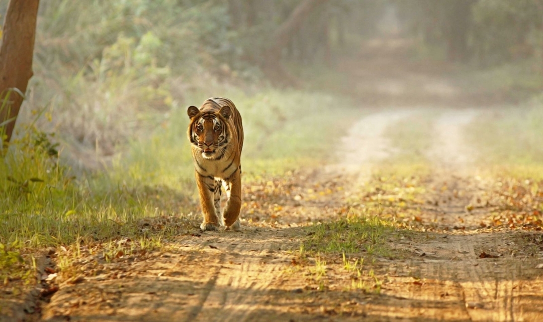 Golden Triangle Tour with Rajasthan and Varanasi 2