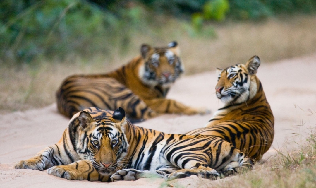 Northern India & Ranthambore Safari Experience 1