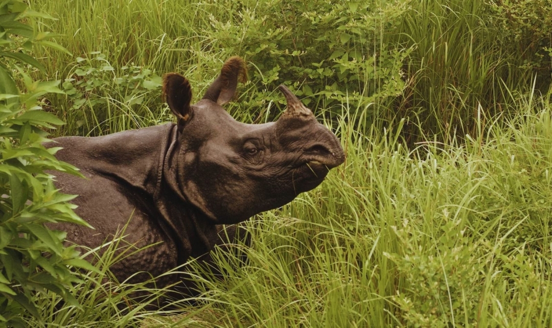 Majestic Nepal 4