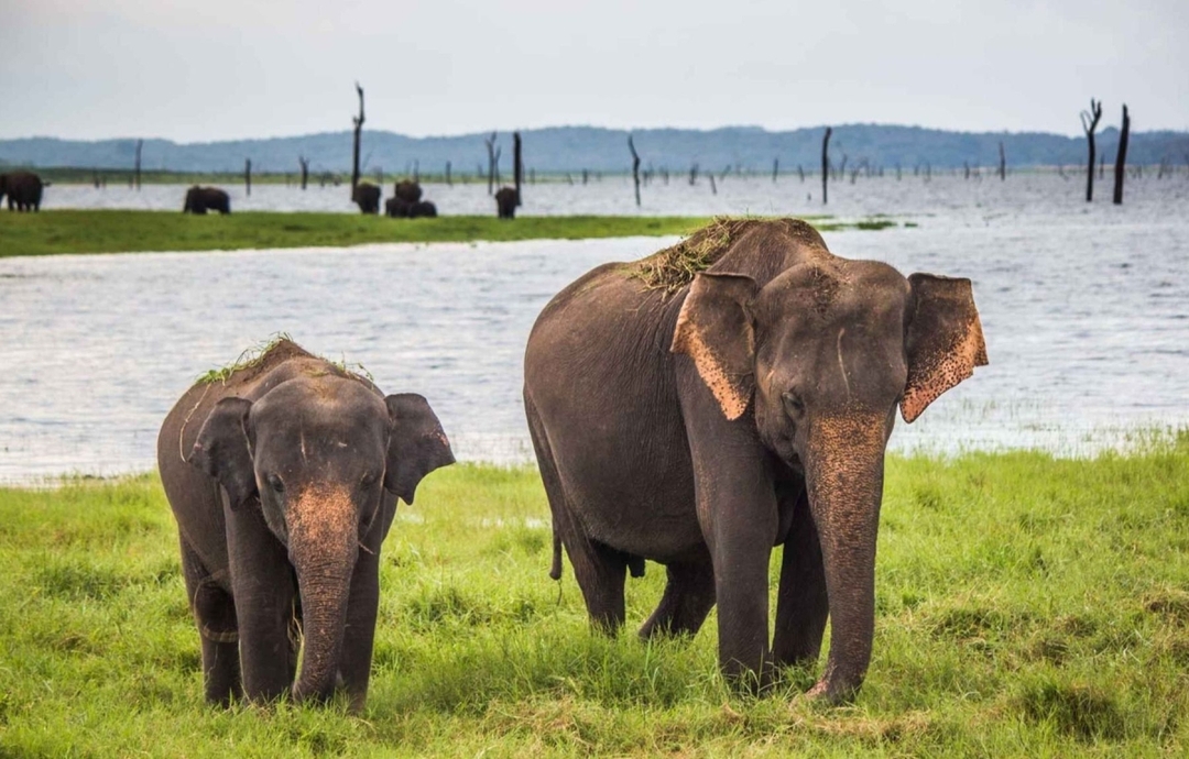 Sri Lanka, Hidden Gems of the South Coast 7