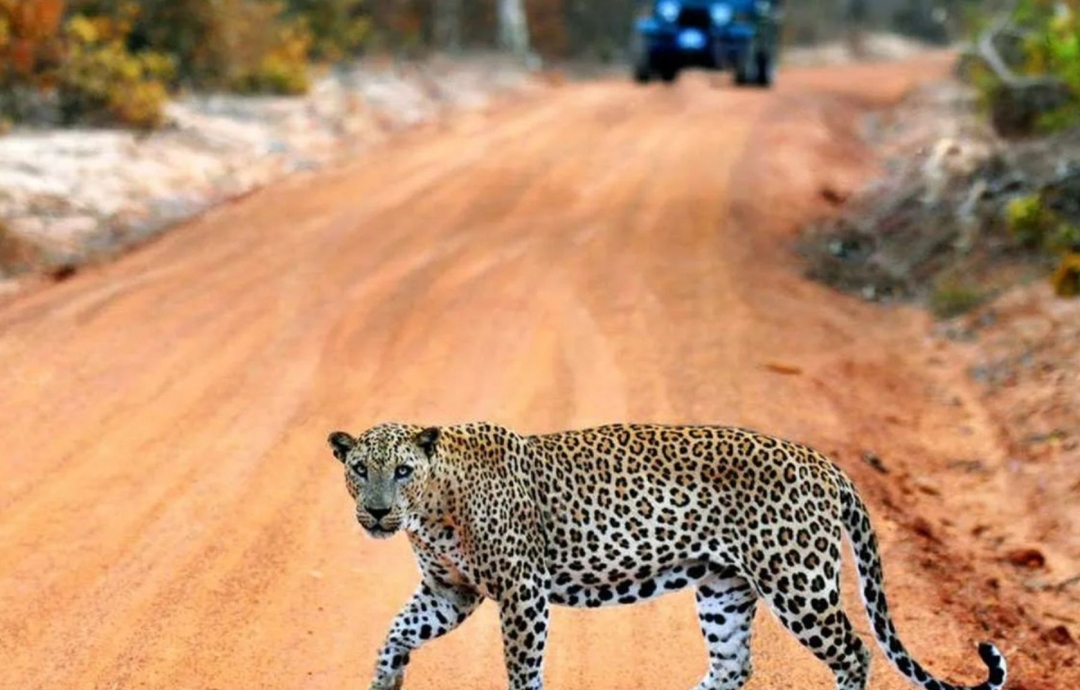 Sri Lanka, Hidden Gems of the South Coast 8