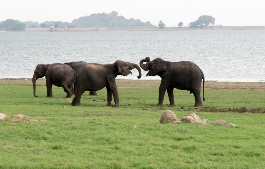 Sri Lanka Explorer 5