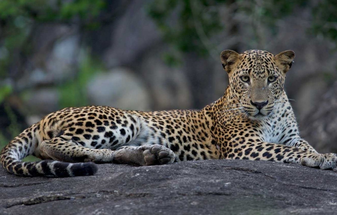 Faces of Sri Lanka 8