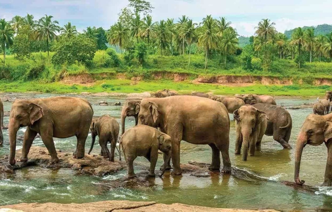Splendours of Sri Lanka 3