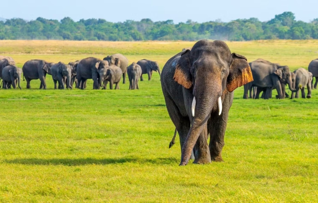 Splendours of Sri Lanka 5