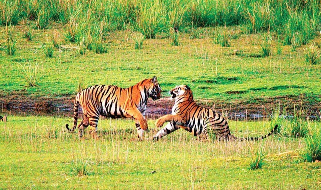 Incredible India with Ranthambore Tiger Safari 1