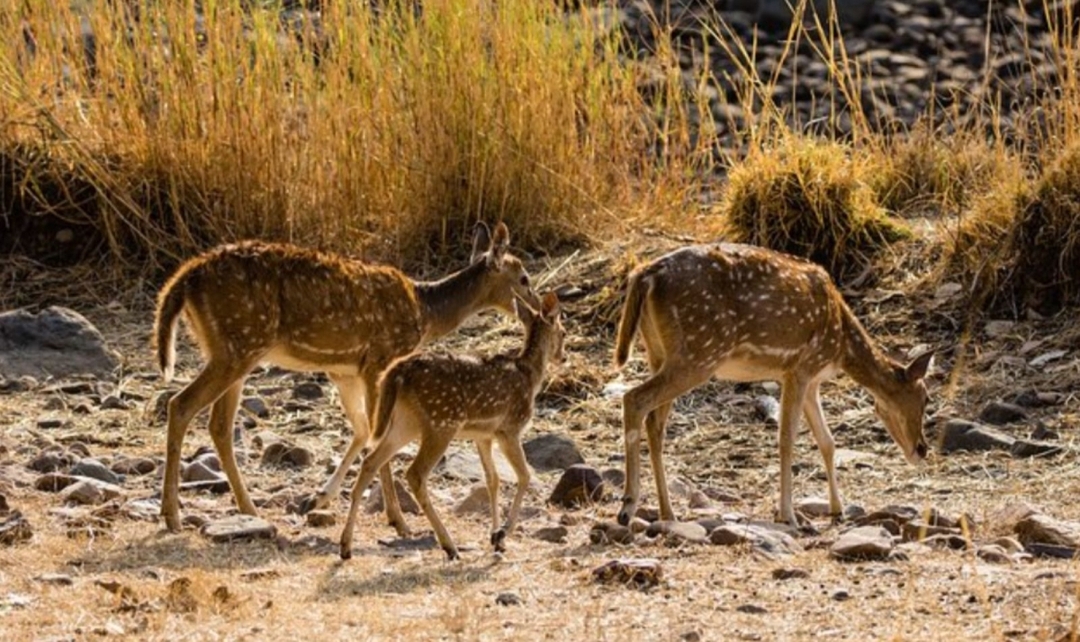 Incredible India with Ranthambore Tiger Safari 7