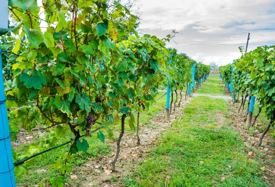 Daily Cappadocia Grape Harvest Tour 3