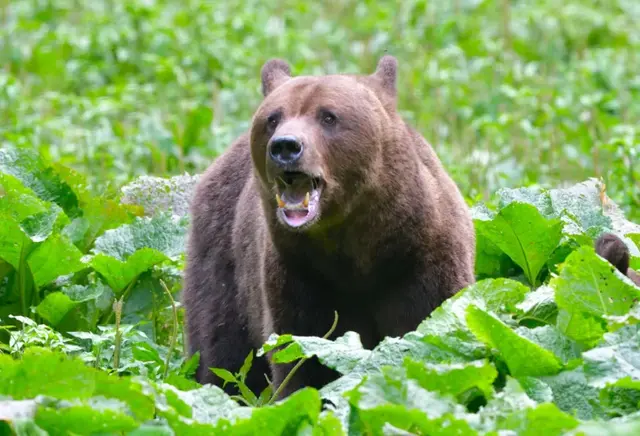 Private Hiking and Bear Watching in the Carpathian
