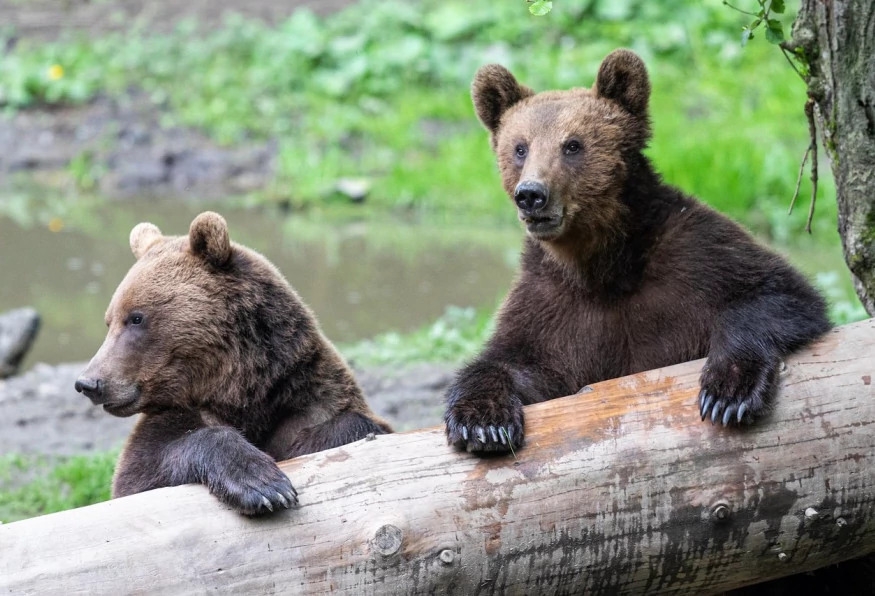 Private Hiking and Bear Watching in the Carpathian 5