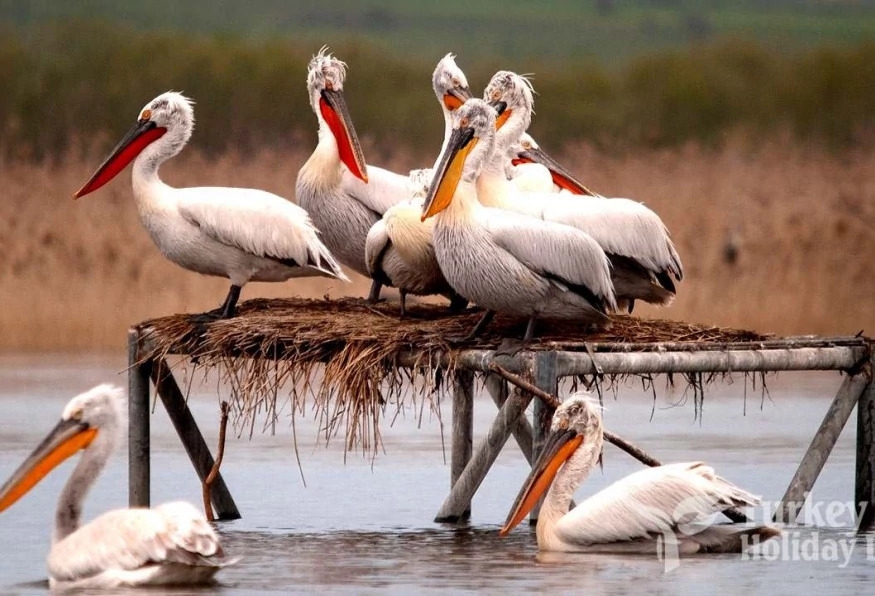 Daily Manyas Bird of Paradice Tour from Ayvalik 2