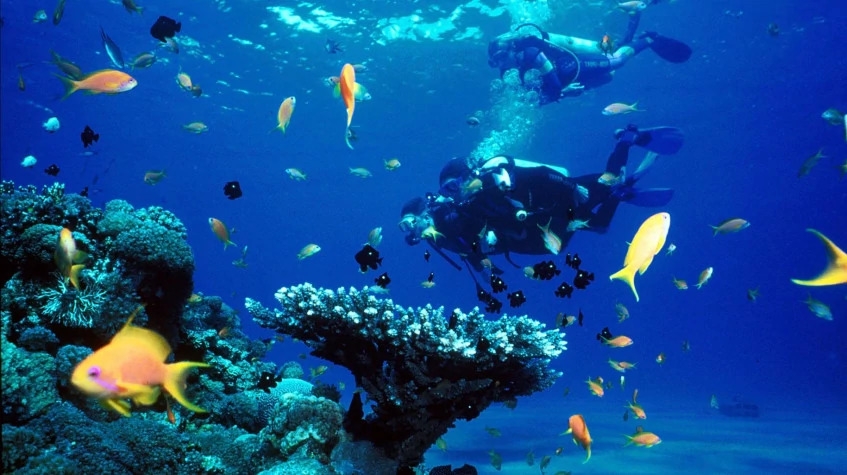 Daily Bodrum Scuba Diving Tour from Didim 4