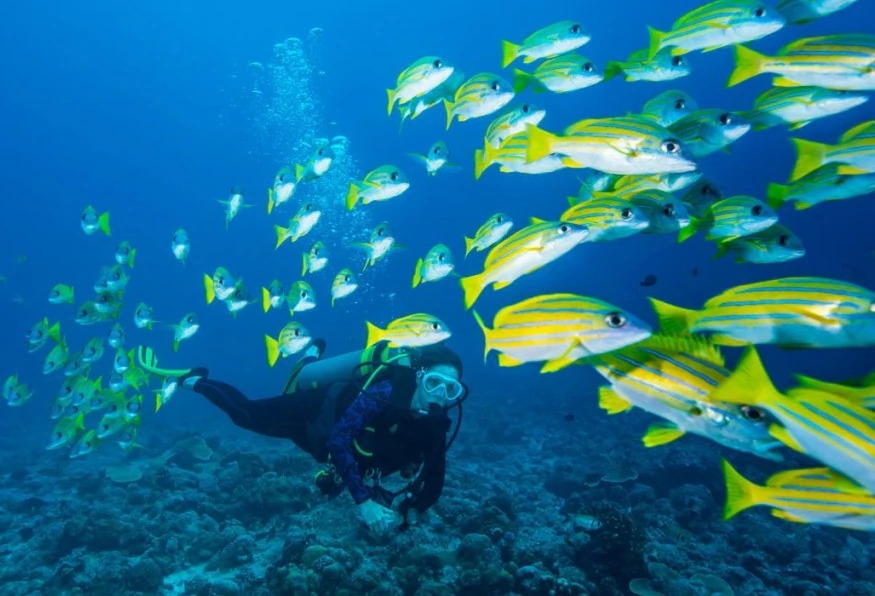 Daily Didim Scuba Diving Tour 7