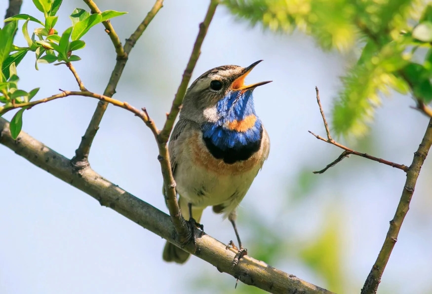 Daily Mersin Bird Watching Tour 5