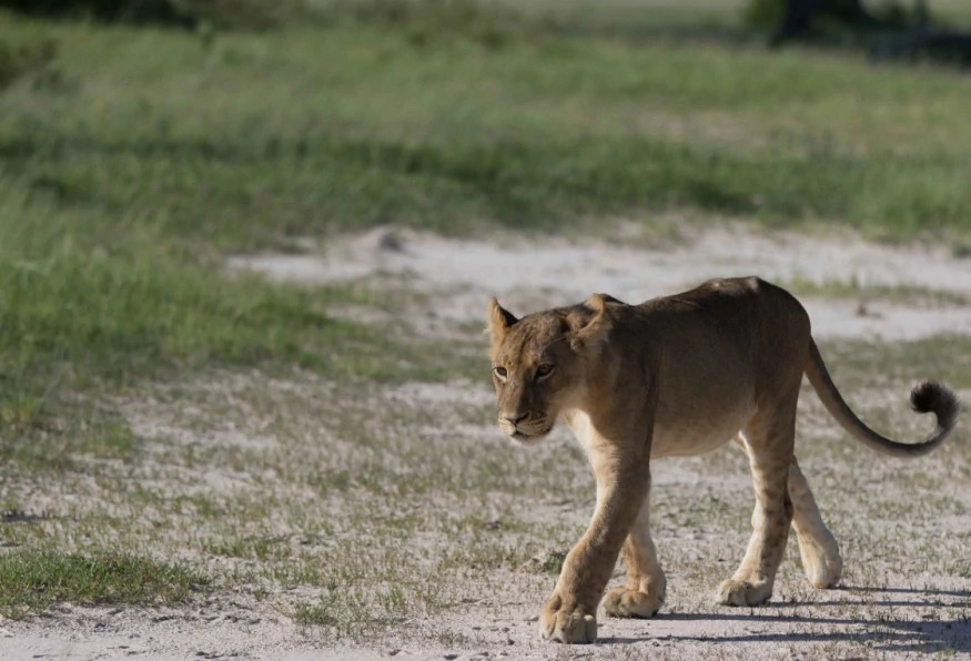 5 Days Victoria Falls Tour and Chobe Game Drive 10