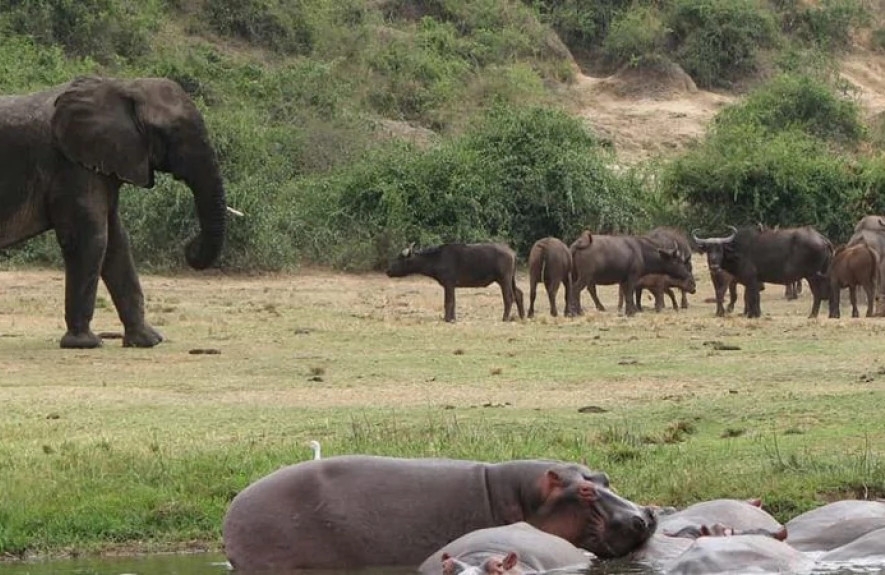 9 Days Primates and Wildlife Safari in Uganda 1