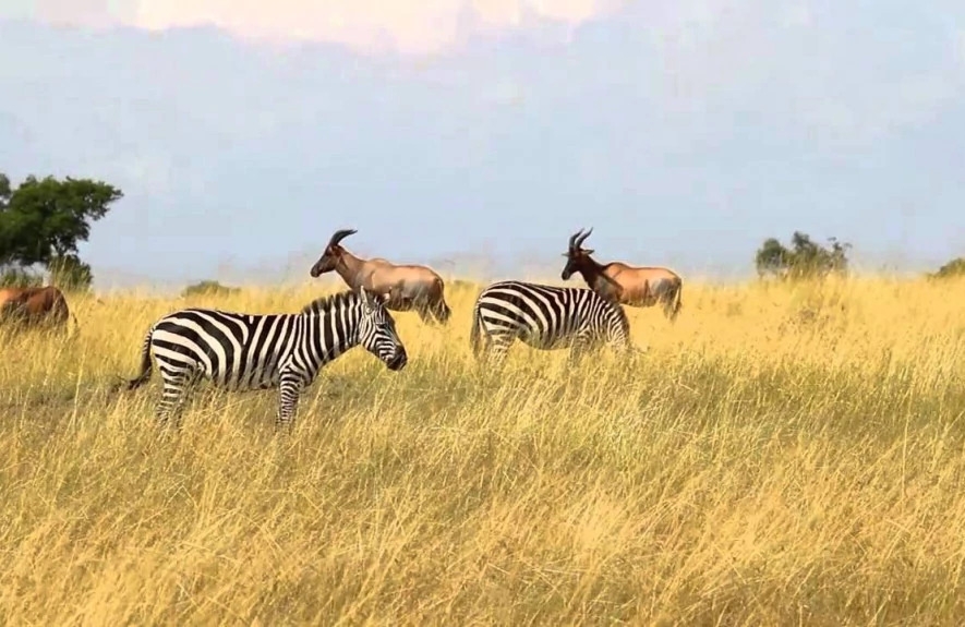 9 Days Primates and Wildlife Safari in Uganda 5