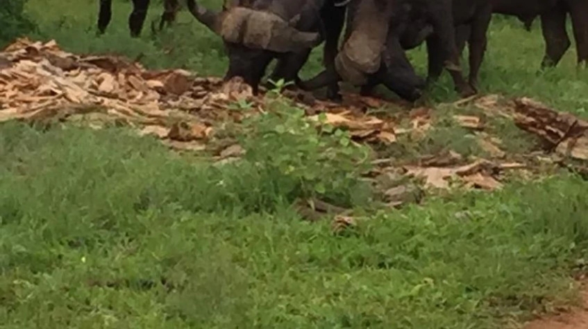 5 Days Victoria Falls and Chobe Tour 8