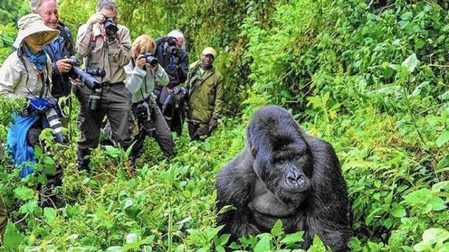 7 Days Gorillas Chimpanzee Trekking Wildlife Safari